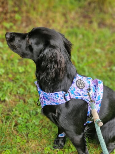 Customer photo review of Tough Trails™ Harness - Tiny Diny