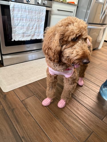 Customer photo review of WagWellies® Mojave