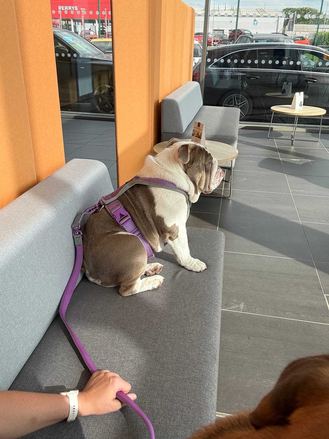 Customer photo review of 1.4m Lighter Swivel Combat Lead | Anti-Tangle & Secure Clip - Purple x Metal Grey