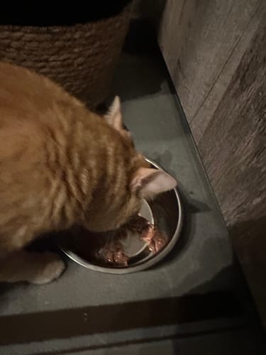 Customer photo review of Multipack d'effilés (chat stérilisé et chat adulte)