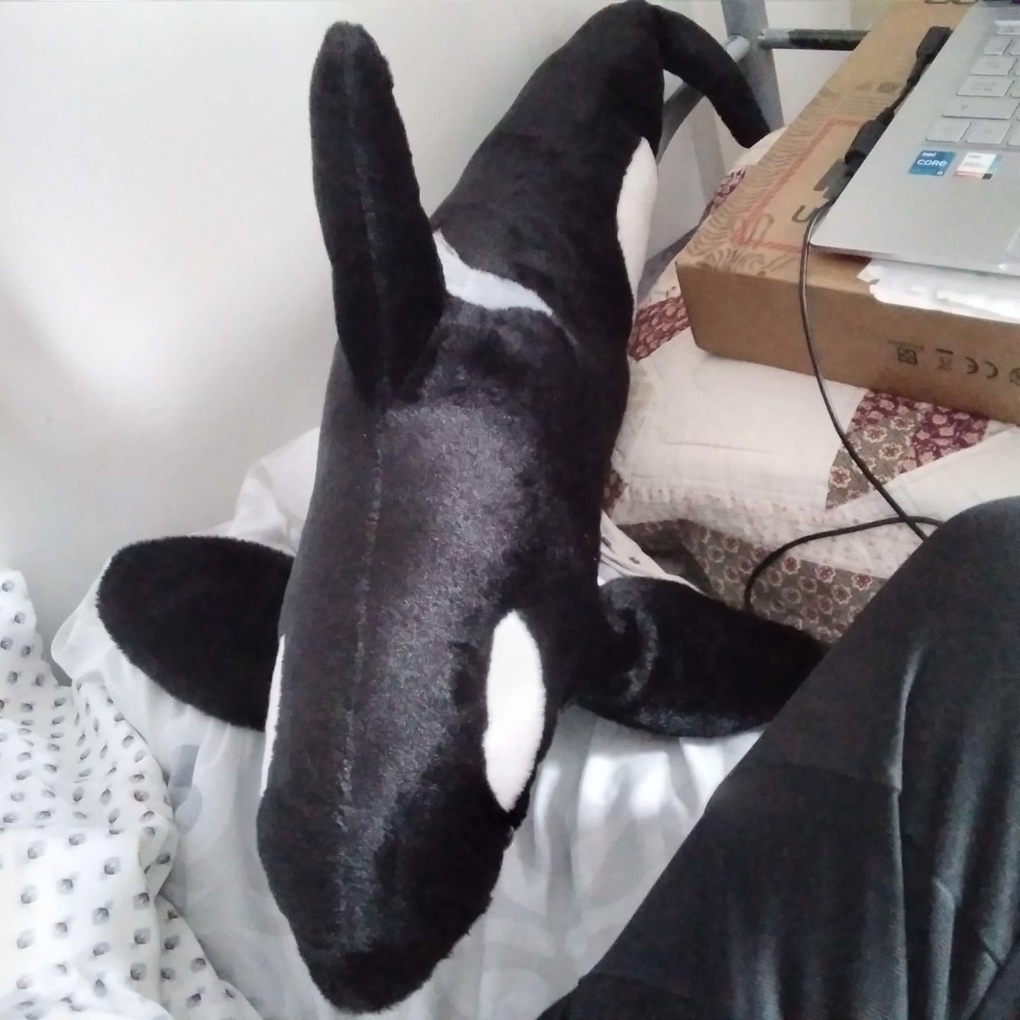 Customer photo review of Gigantic Killer Whale Plush Toys