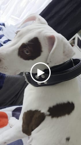 Customer video review of Hand Made Leather Handle Dog Collar (Wide Fit)