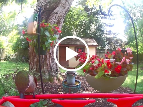 Customer video review of Maria 3-in-1 Bird Feeder, Planter, and Fountain