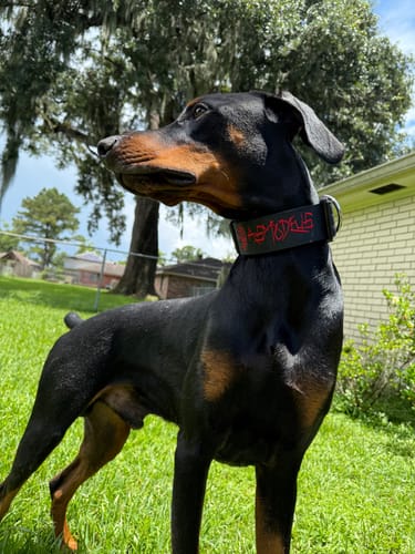 Customer photo review of 2" Tactik Dog Collar - Black