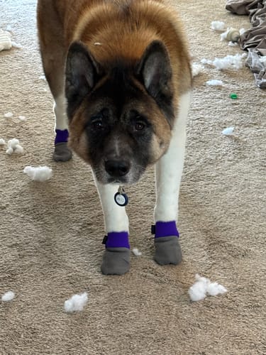 Customer photo review of Leather Dog Booties - Doccasins - 1 pair