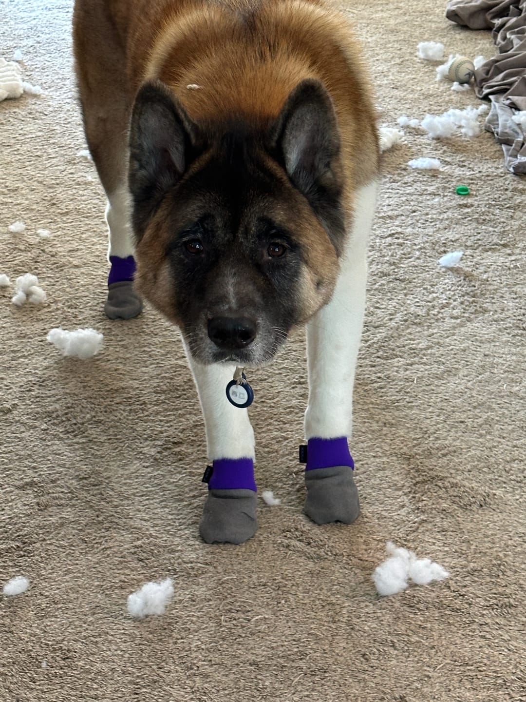 Customer photo review of Leather Dog Booties - Doccasins - 1 pair