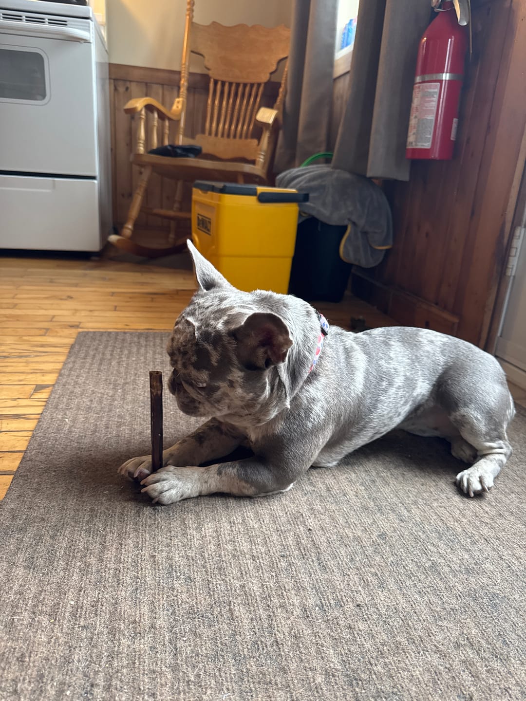Customer photo review of Vrac Nature's Own - Bâtonnets oesophage de boeuf pour chien