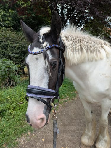 Customer photo review of Trense Violett Lizard Pony - XXL