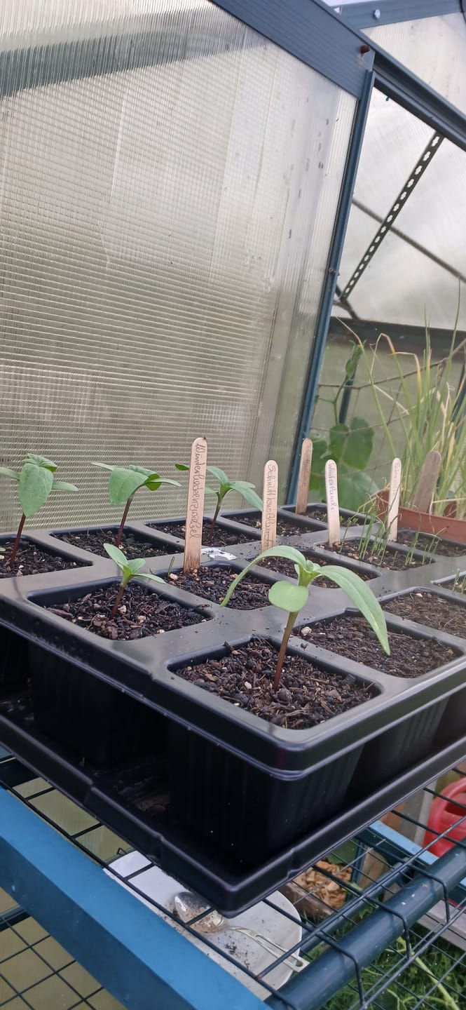 Customer photo review of QuickPot Anzuchtplatten