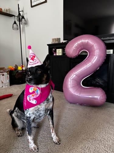 Customer photo review of Personalized Dog Party Pack