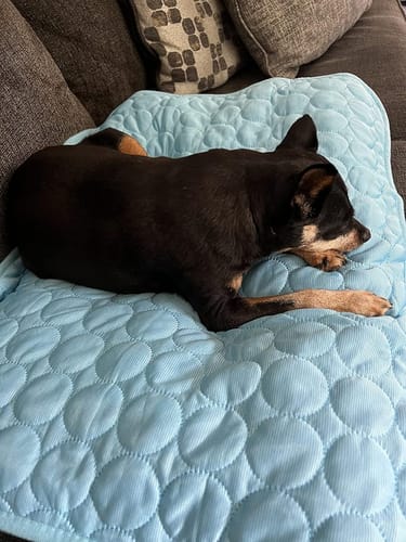 Customer photo review of Pfotenfrost Kühlmatte