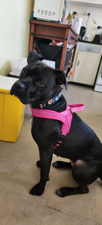 Customer photo review of StrapSure - No-Pull Verstelbaar Hondentuig