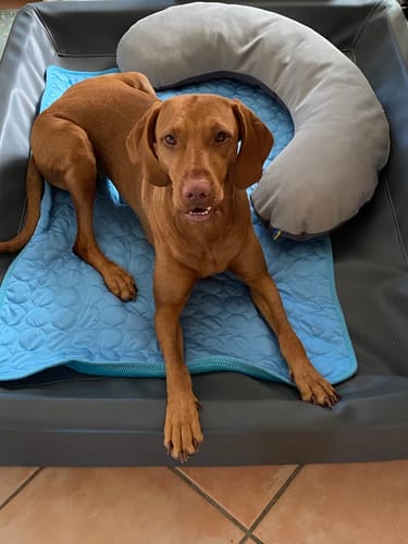 Customer photo review of Pfotenfrost Kühlmatte