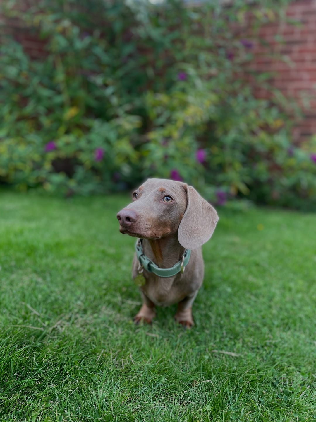Customer photo review of Sage Dog Collar