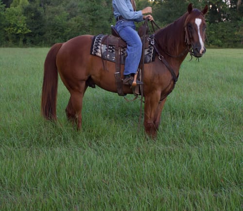 Customer photo review of Gut X » up to 30% Off