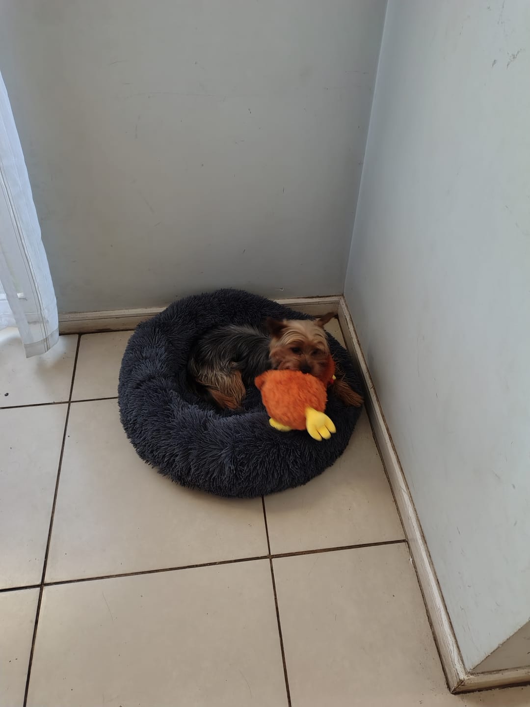 Customer photo review of Gallina Anti estrés THE DOGS