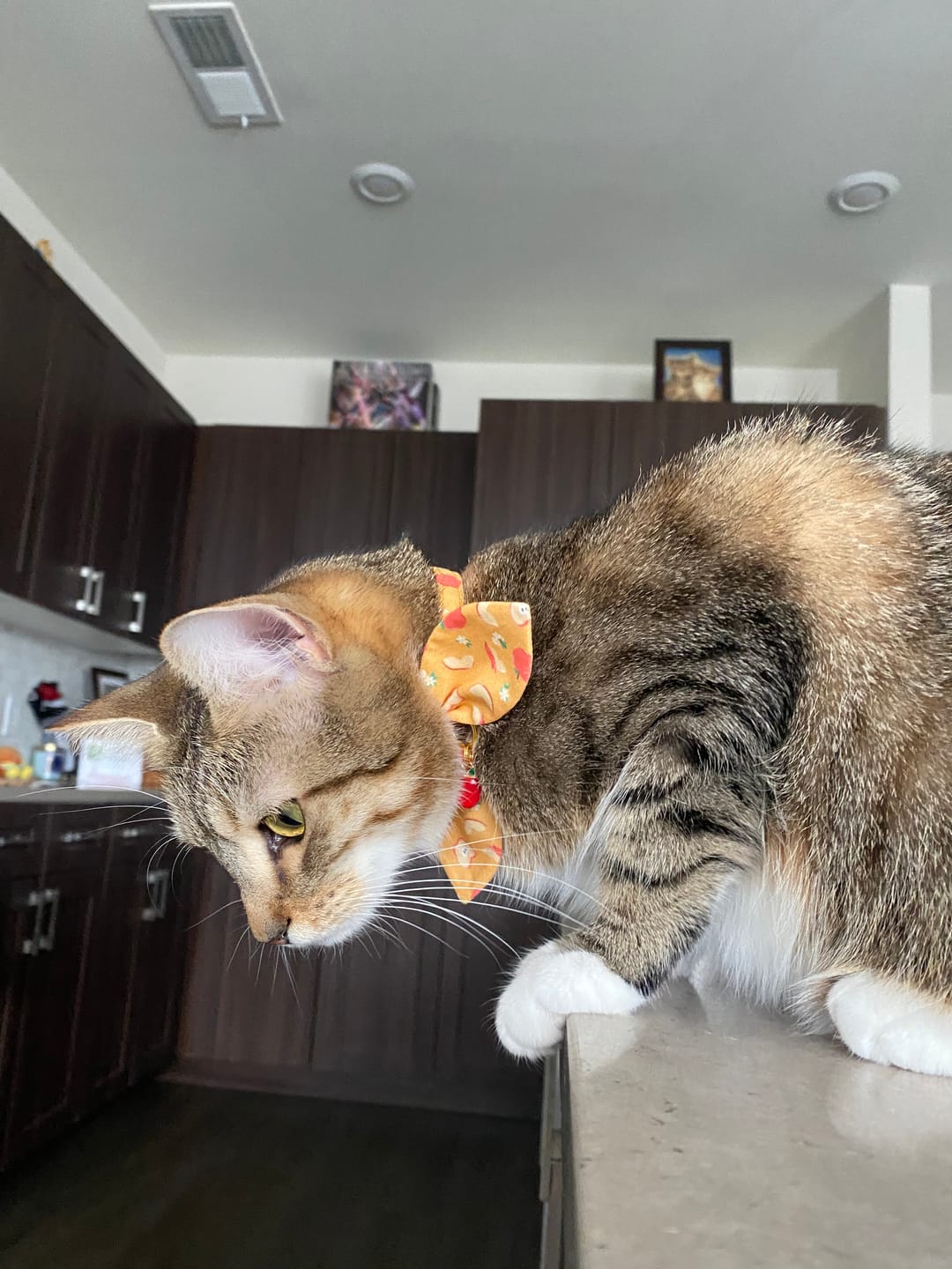 Customer photo review of Apple Print Cat Collar with Charm