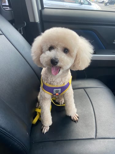 Customer photo review of FunFunPet 高機能ハーネス（お名前タグ作成サービス付き）