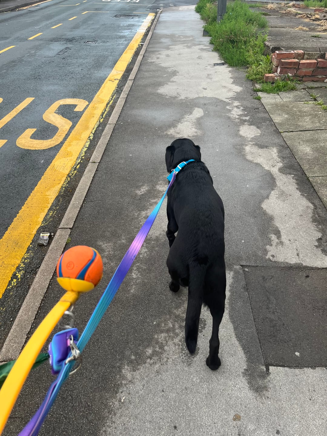 Customer photo review of Leash and Poop Bag Holder Set - 90s Retro