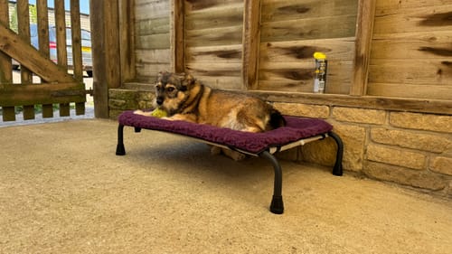 Customer photo review of HiK9 Bed with Fawn Mesh Cover