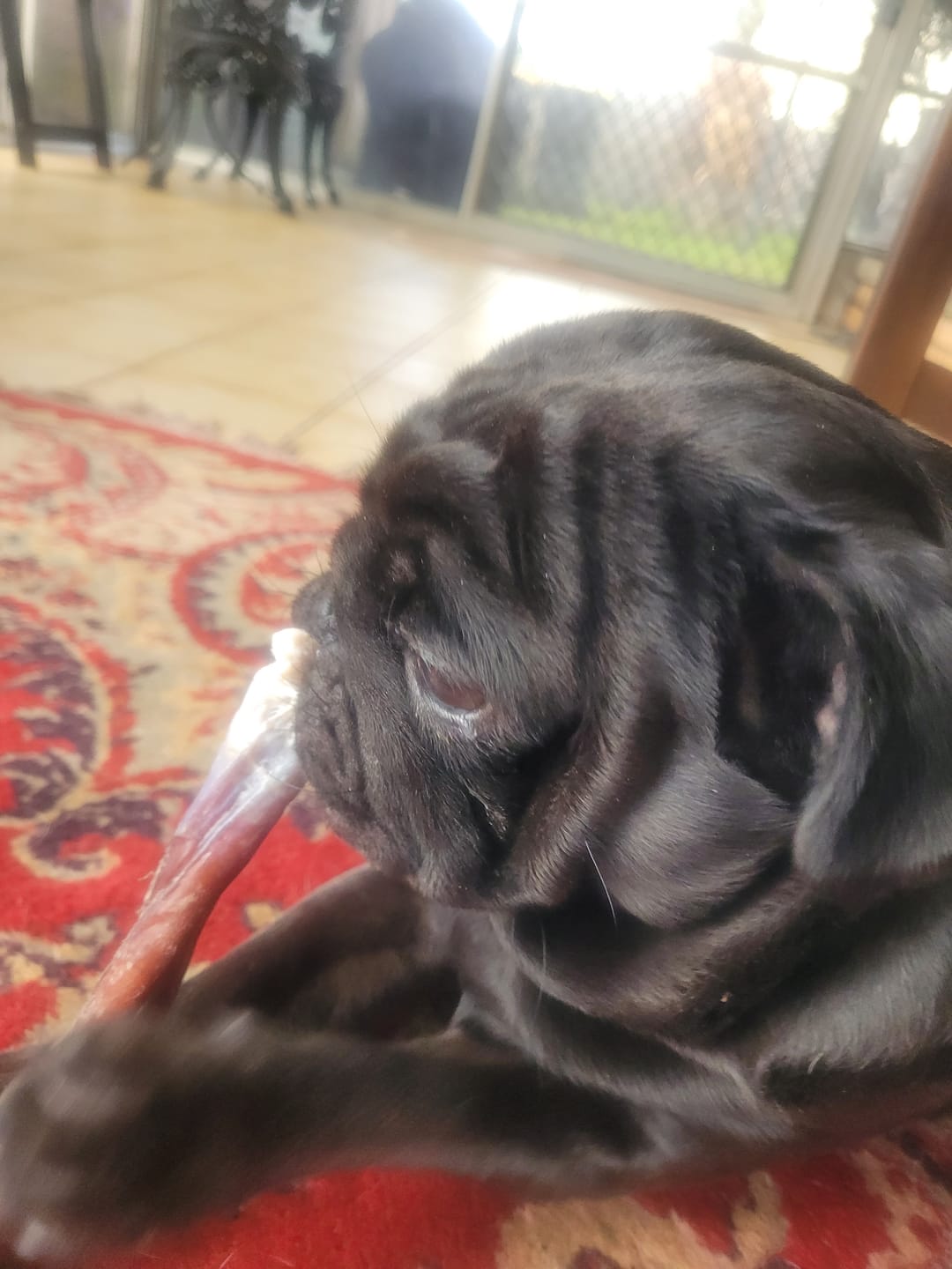 Customer photo review of Beef Pizzle (THICK & Long)