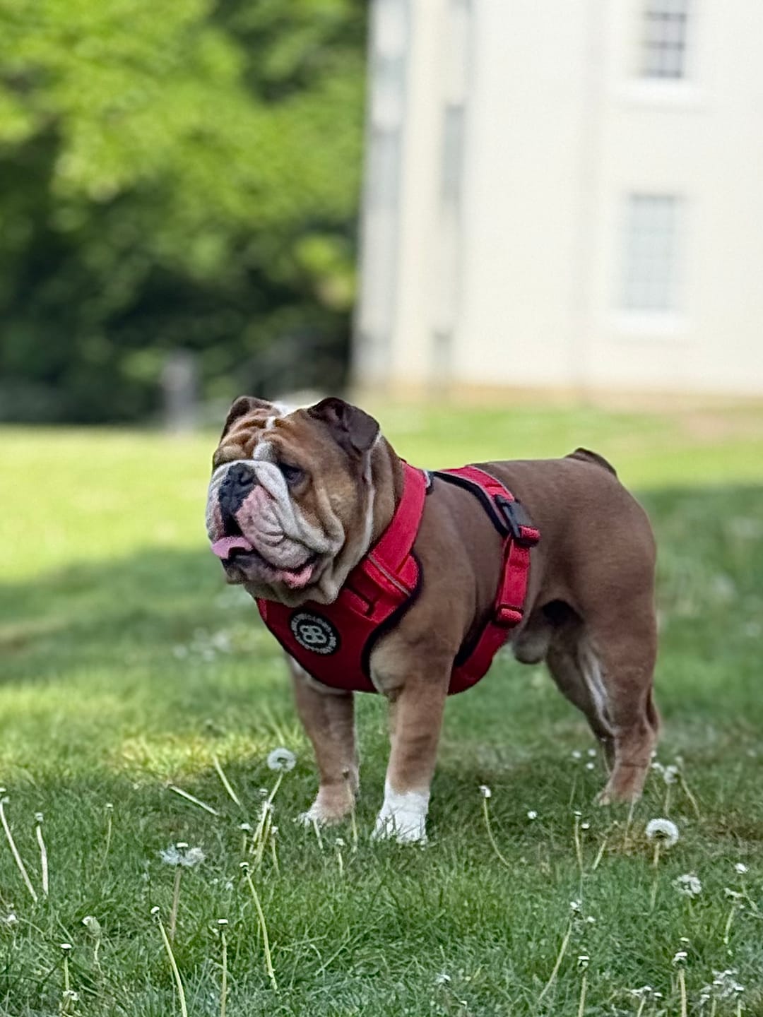 Customer photo review of Comfort Premium Harness | Non Restrictive - Red