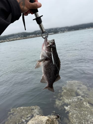 Customer photo review of Fisherman's Life® Jiggy Jigs 20g, 30g, 40g 50g (Four Color Variations)