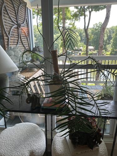 Customer photo review of Plant Food