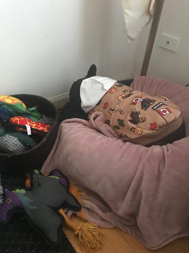 Customer photo review of Teddy Sherpa Fleece Dog Jacket - Brown