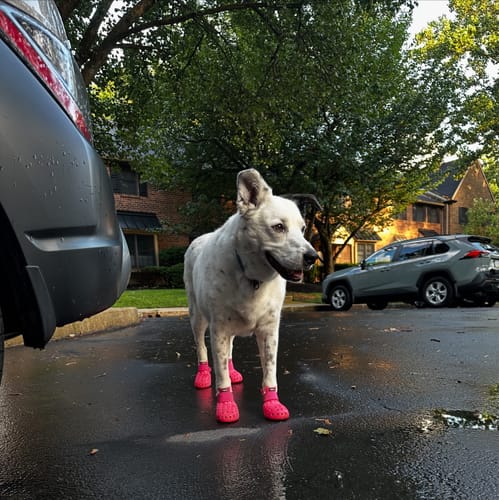 Customer photo review of WagWellies® Mojave