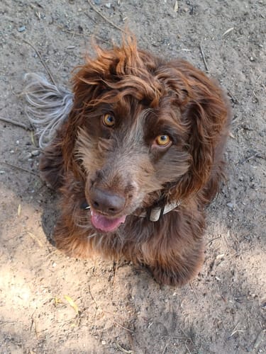 Customer photo review of Aussie Beef Tendons (Large Dogs)