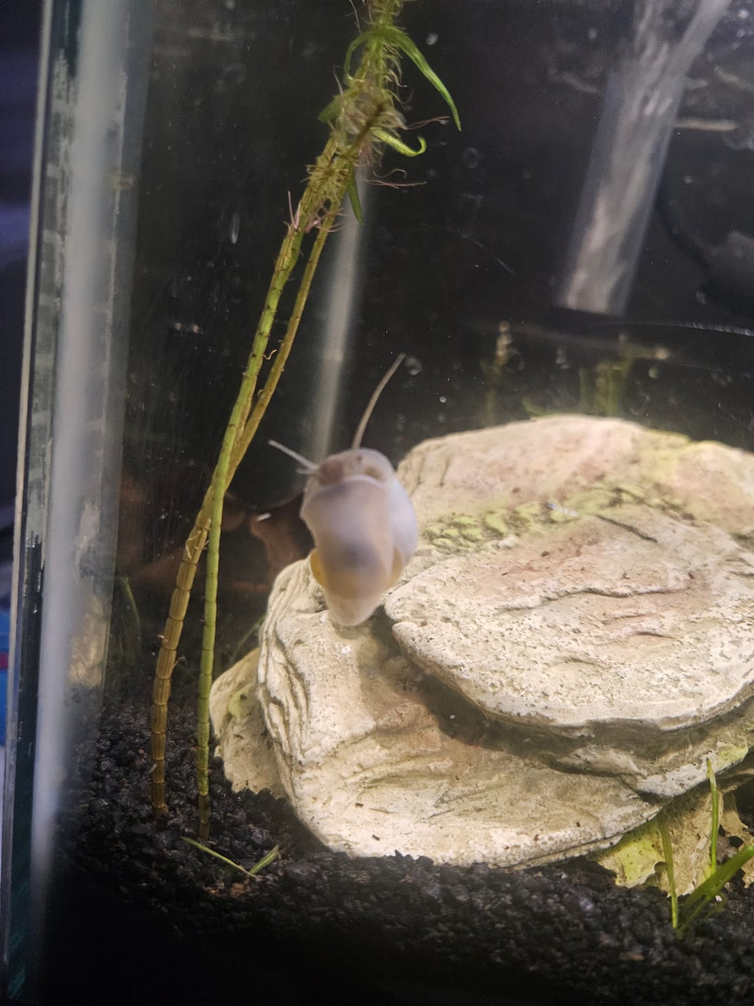 Customer photo review of Blue Mystery Snail