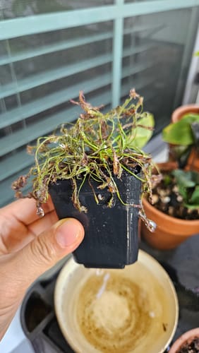 Minji B. review of Plant Food image 1 out of 5