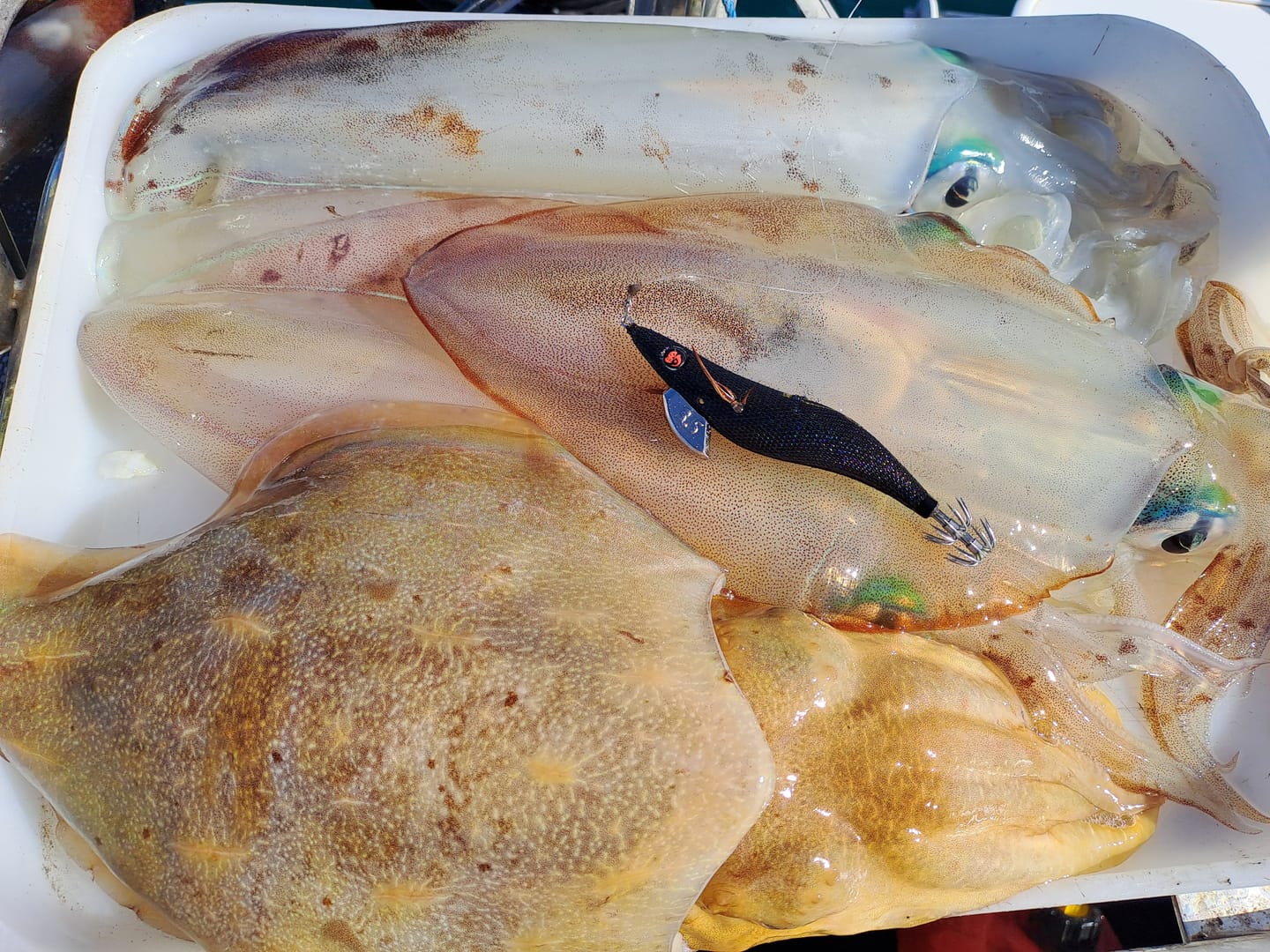 Customer photo review of Ultimate Black Squid Jig