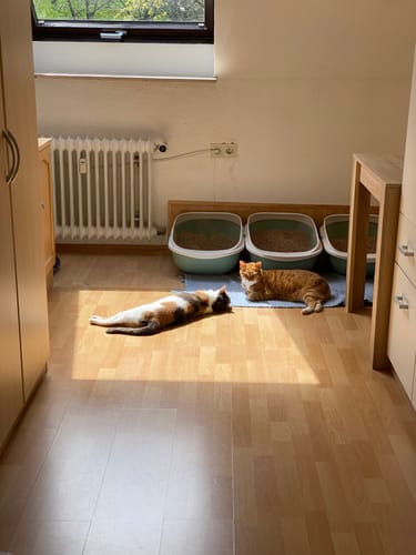 Customer photo review of Naturreines Katzenstreu