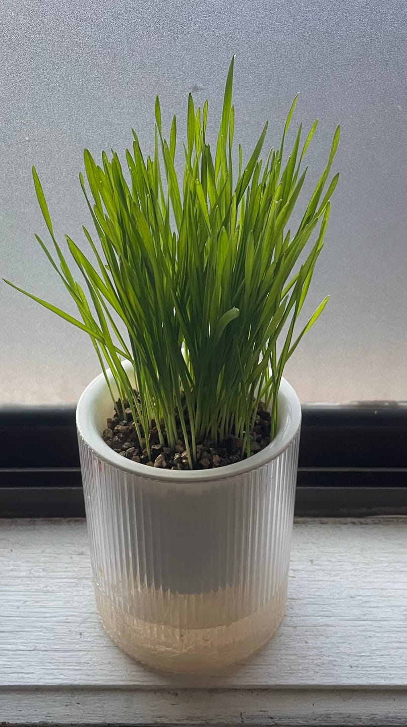 Customer photo review of MICHU All-in-One Soil-Free Cat Grass Grow Kit with Australian Seed and Mulch, Made in Australia