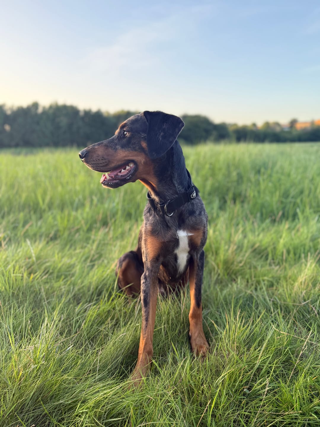 Customer photo review of 4cm LIGHTER Combat® Collar | Handle Rated Clip - Nottingham Forest