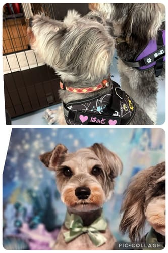 Customer photo review of FunFunPet 高機能ハーネス（お名前タグ作成サービス付き）