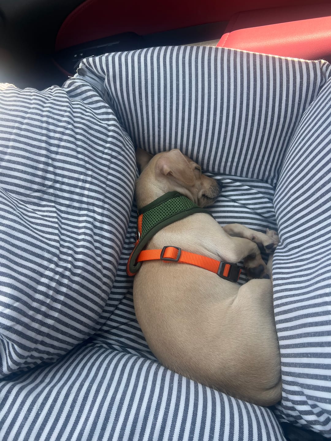 Customer photo review of Color-Block Padded Harness