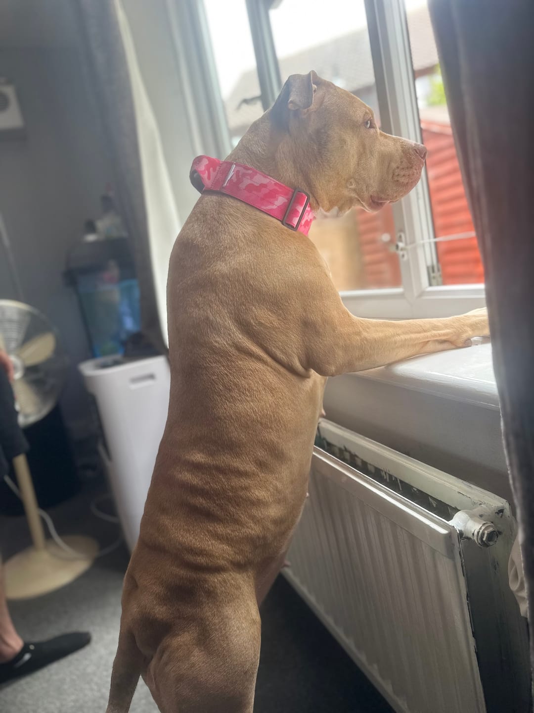 Customer photo review of 5cm Combat® Collar | With Handle & Secure Clip - Bubblegum