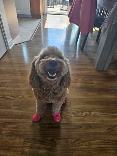 Customer photo review of WagWellies® Mojave