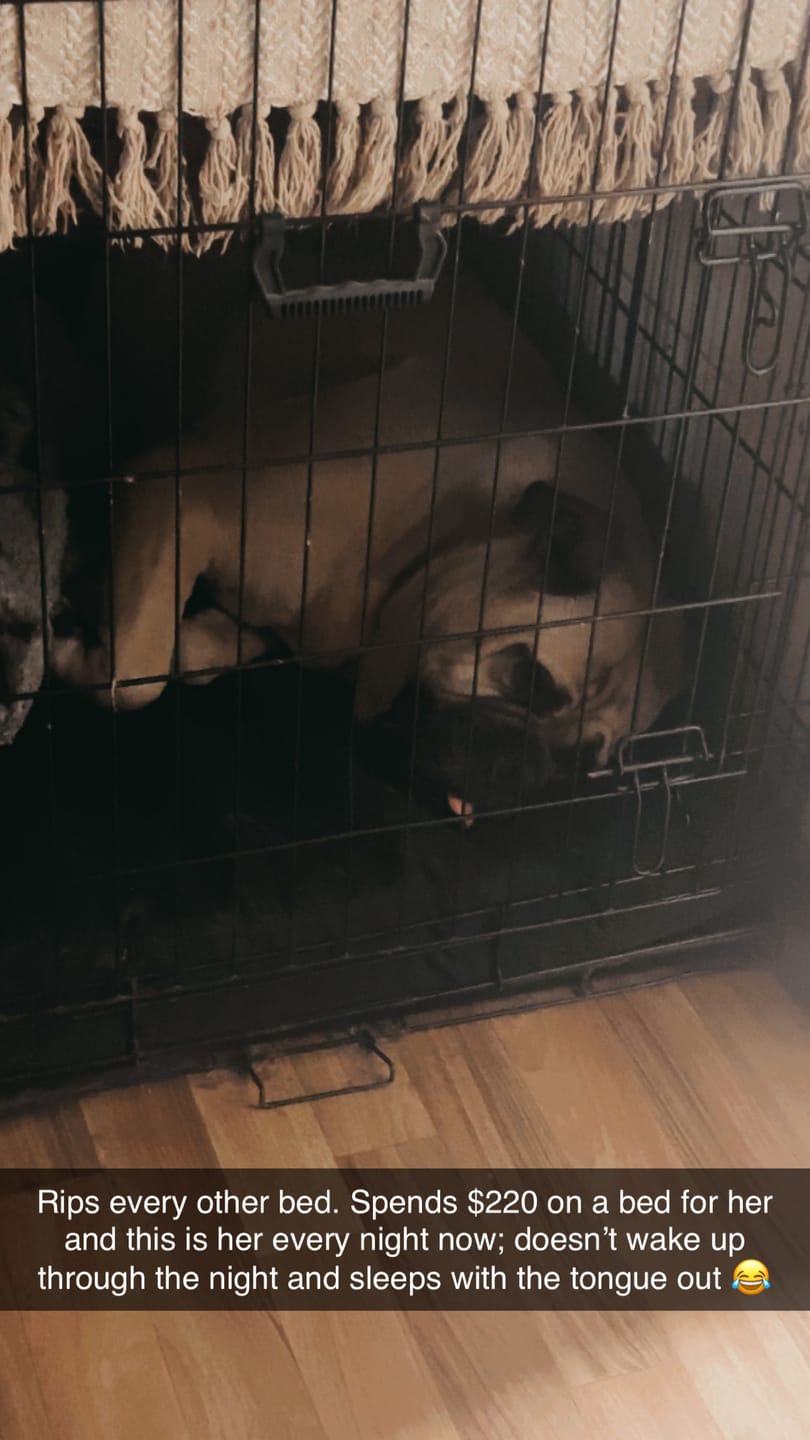 Customer photo review of Kangaroo Dog Crate Mat