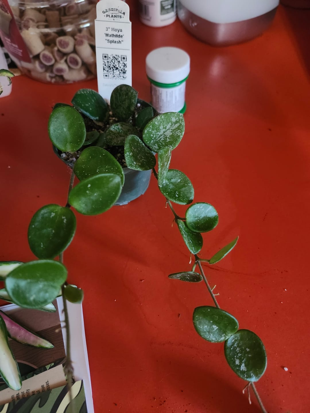 Customer photo review of Hoya 'Mathilde’ ‘Splash’
