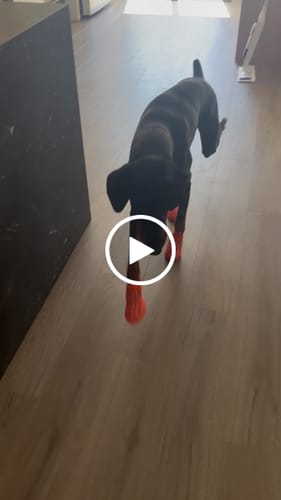 Customer video review of WagWellies® Neon Orange Mojave