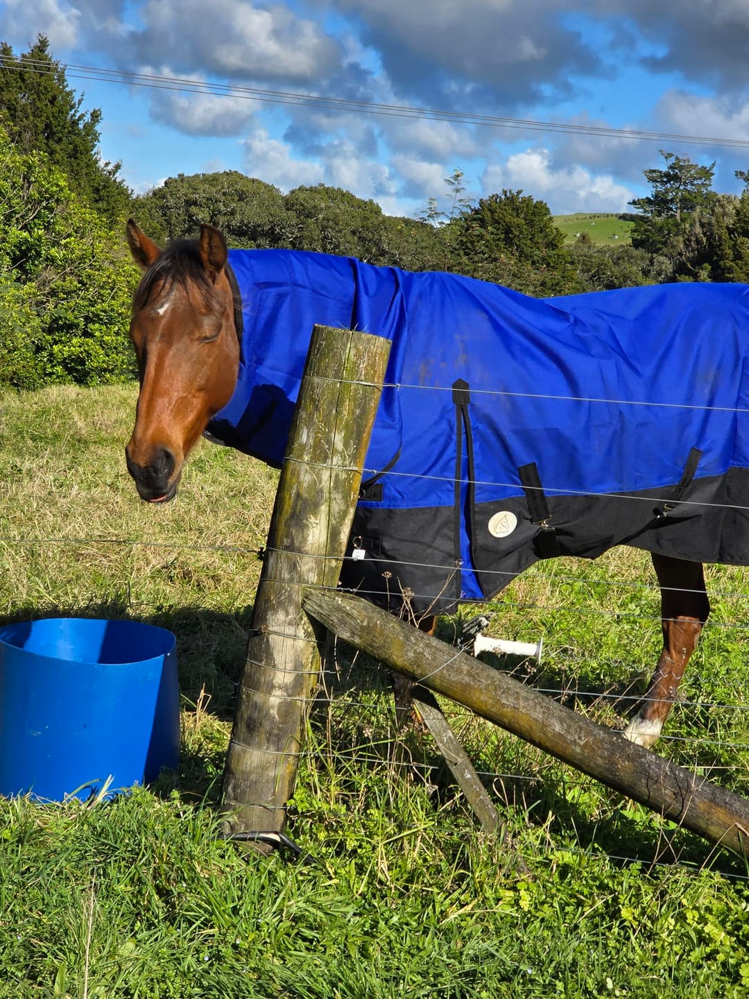 Customer photo review of NZ Tack Duke 1200D Combo