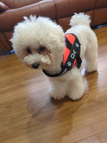 Customer photo review of FunFunPet 高機能ハーネス（お名前タグ作成サービス付き）