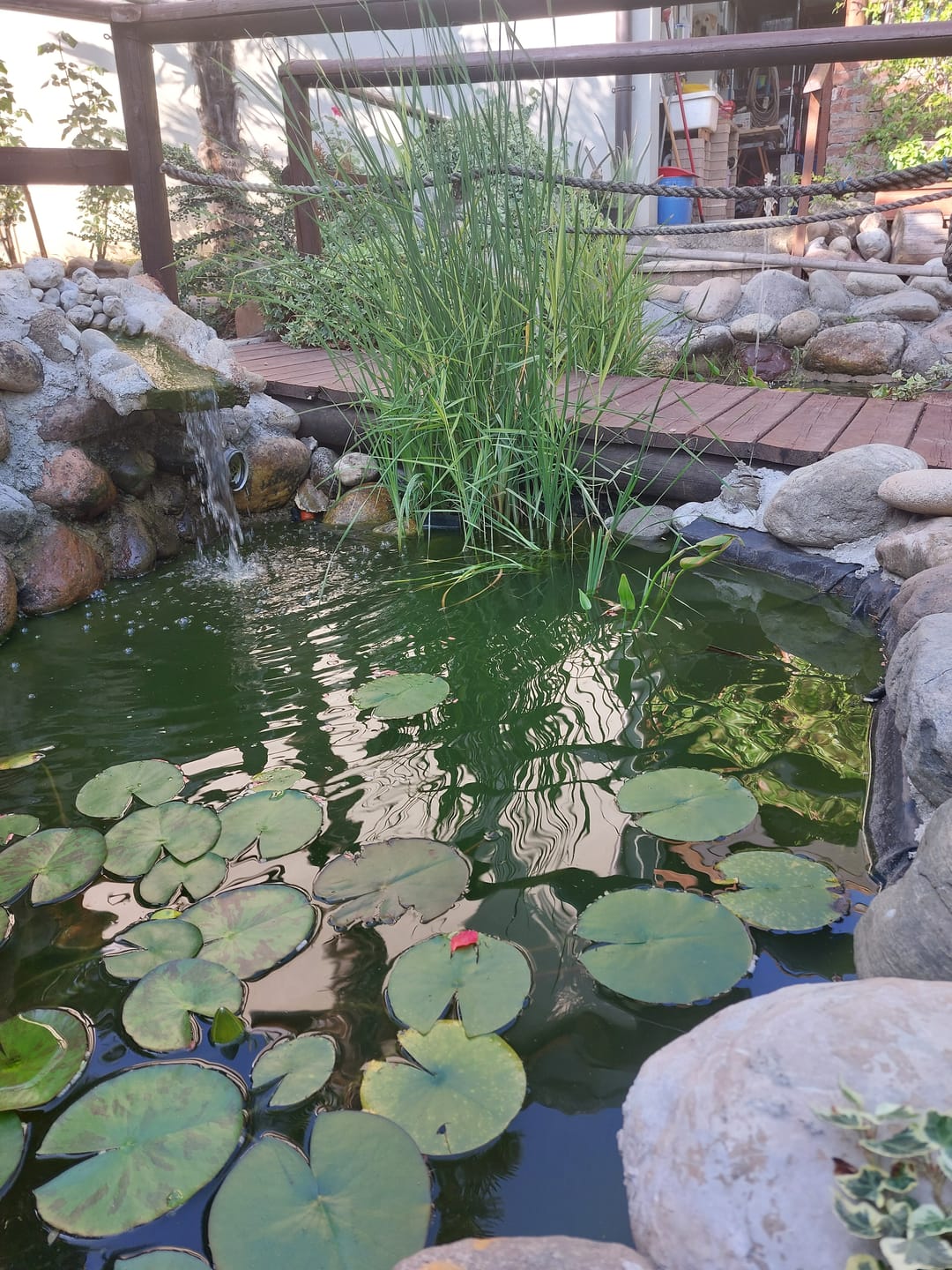 Customer photo review of Clean Water Pack – 10 piante per laghetti cristallini e pieni di vita