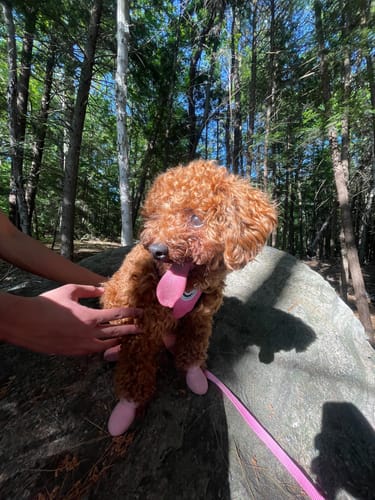 Customer photo review of WagWellies® by wagwear