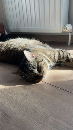 Customer photo review of Patsli Immune