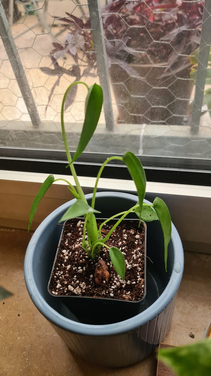 Customer photo review of ALOCASIA TINY DANCER